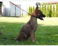Owczarek belgijski - malinois - suczka