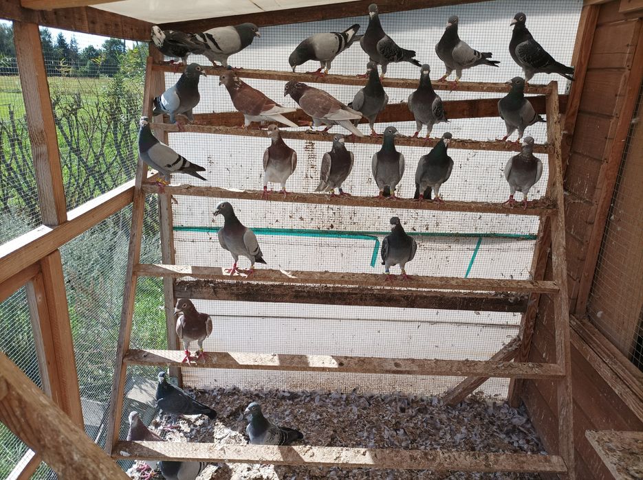 Zmienią dom 20 samcy pocztowych