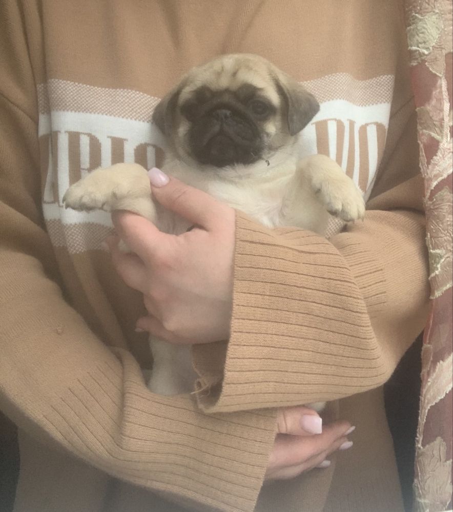 Милышки мопсики щенки