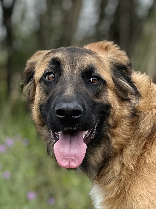 Młody Leon w typie leonbergera