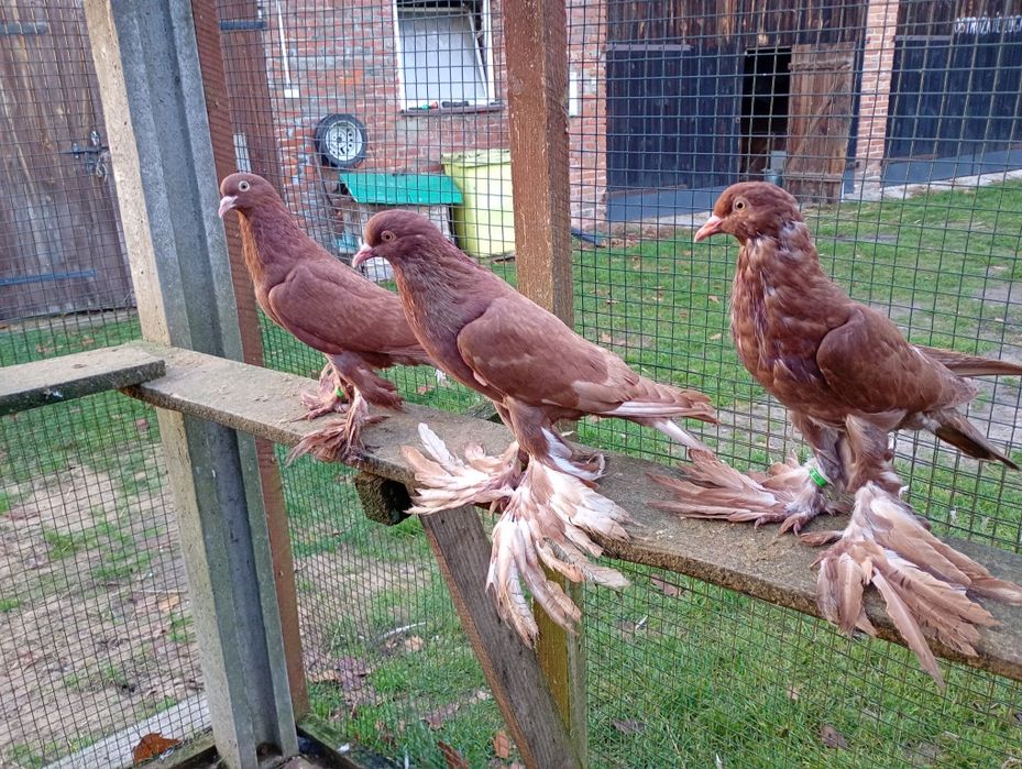 Garłacz, garłacze pomorskie