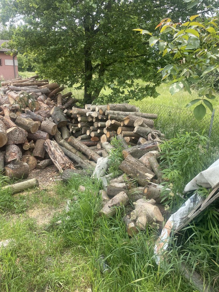 Sosna  i inne drewno opalowe