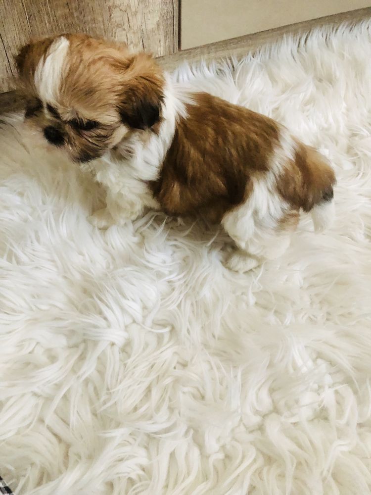 Shih tzu szczeniaczek