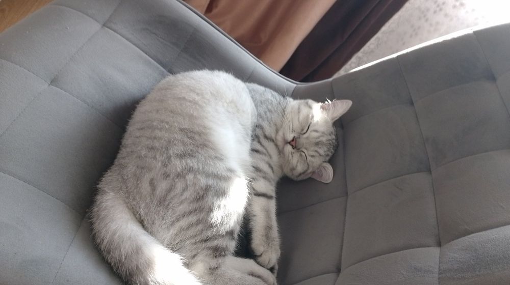 Продаю кота . Срібна шиншила