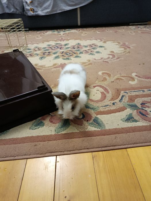 Срочно!Продам кролика с клеткой !