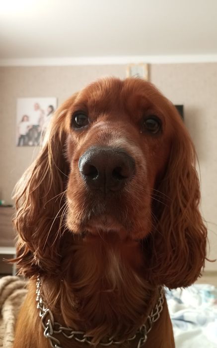 Английский кокер спаниель ищет невесту