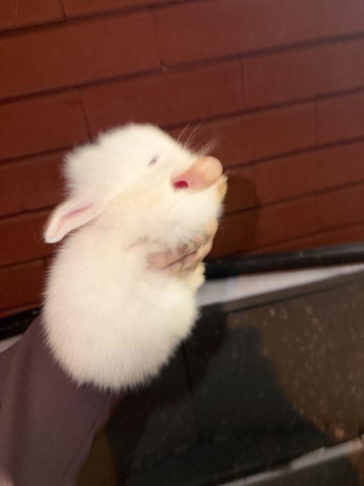 Coelhos bebes 1 mês