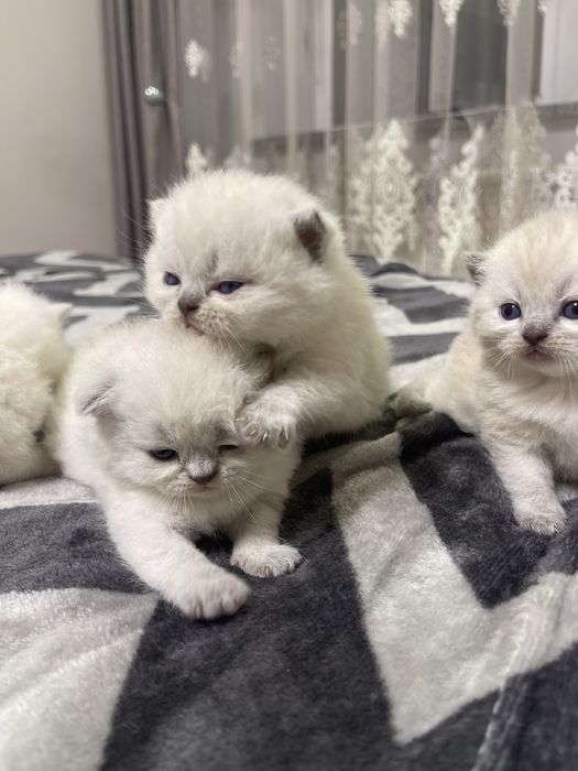Кошенята прямовухі, висловухі шотландці, блю поінт, голубі очі