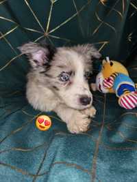 Border Collie piesek blue merle