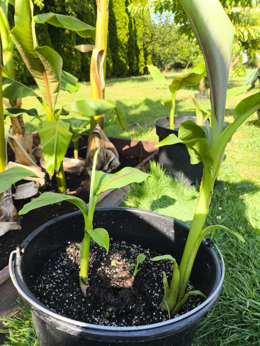 Bananowce, basjoo, maurelli, red tiger.