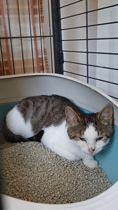 Korki do adopcji