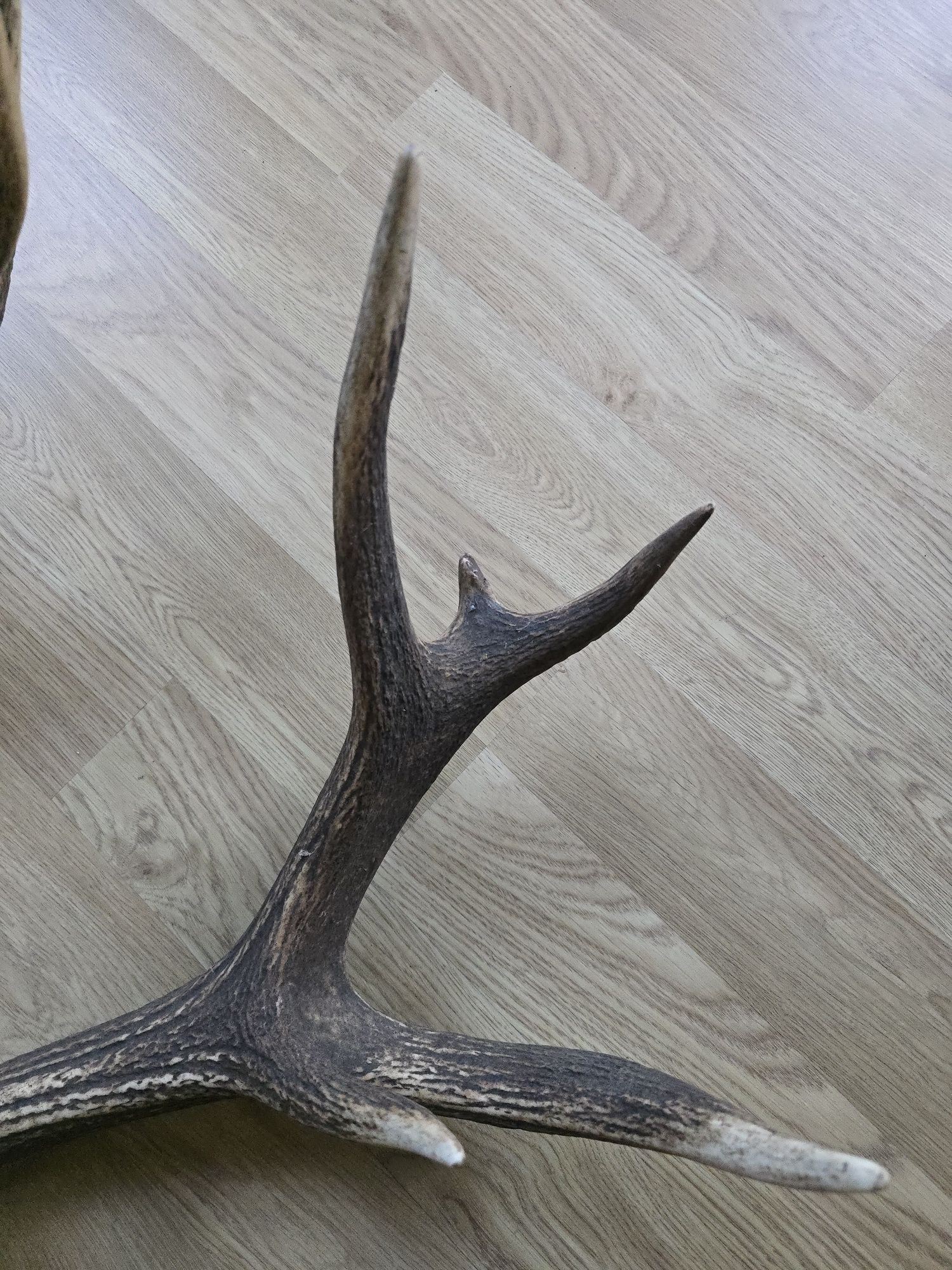 Poroże jelenia, para 6,1 kg, 16-tak