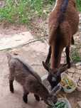 Cabra e cabrito de 3 semanas