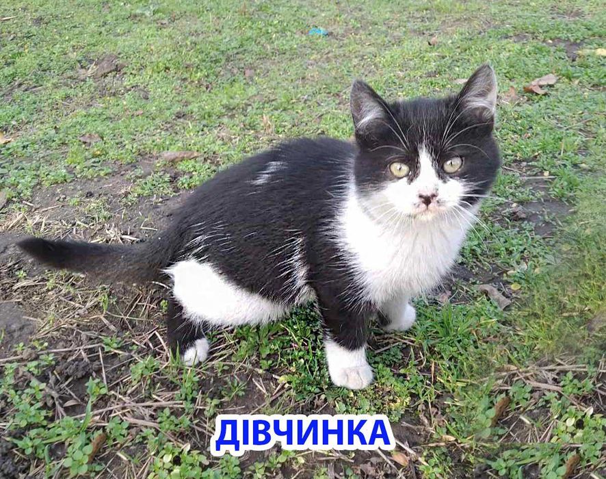 Котята Кошенята в добрі руки