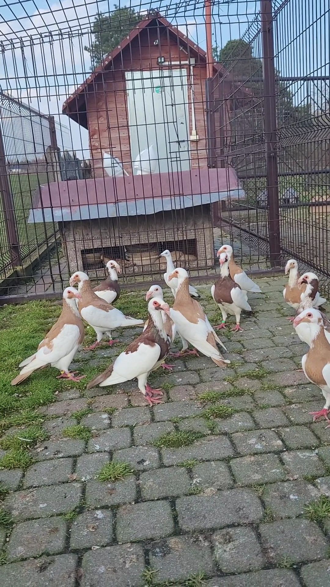 Bagdeta norymberska