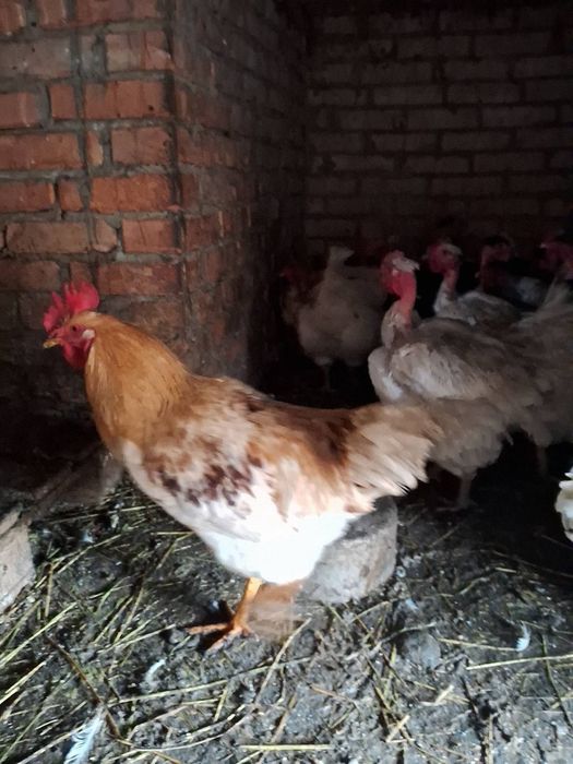 Продам  петушків