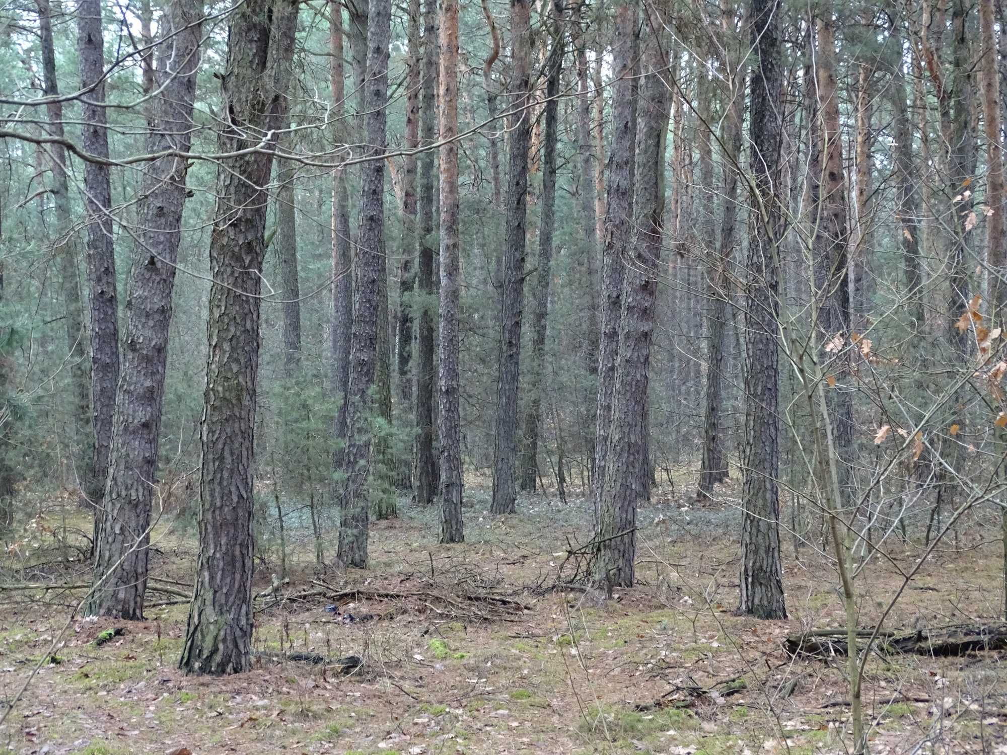 Sprzedam las sosnowy pow. 1,55 ha Olszowa gm. Wyśmierzyce