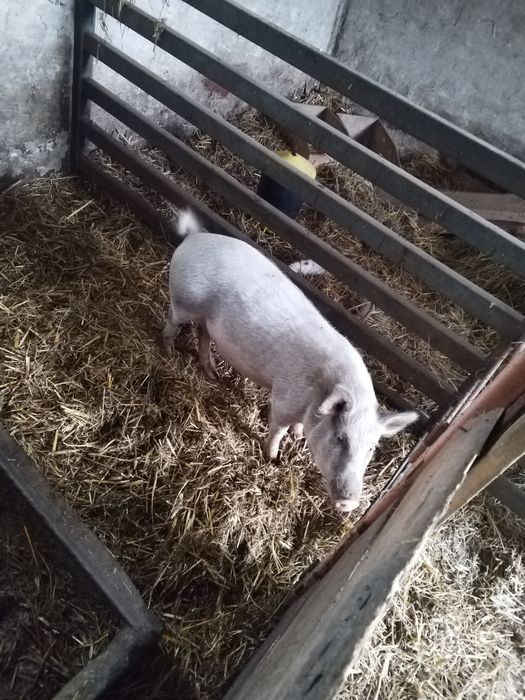 Sprzedam świnki wietnamki maciorki