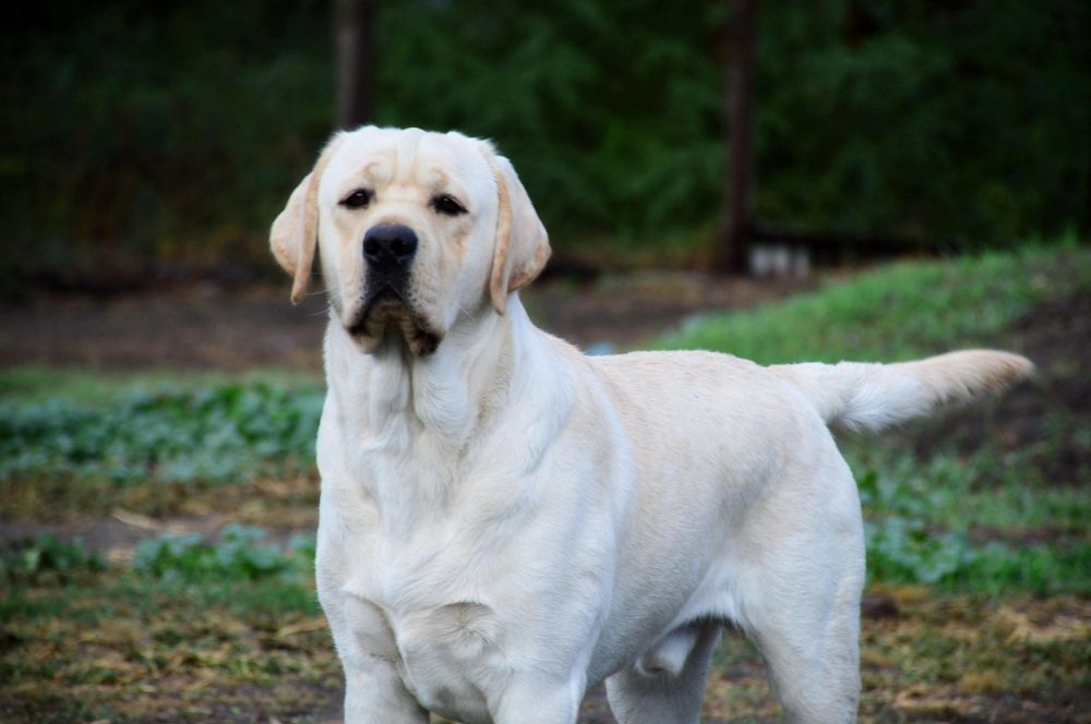Відкрит для в'язок гарний молодий кобель! Лабрадор