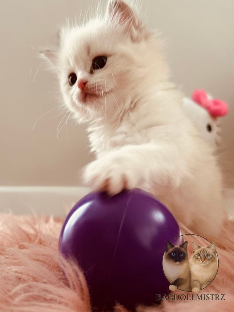 Ragdoll koteczka wkrótce do odbioru