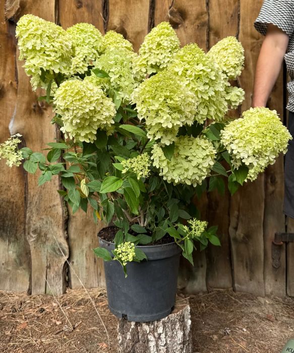 Hortensja bukietowa Hydrangea paniculata 'Magical Candle'