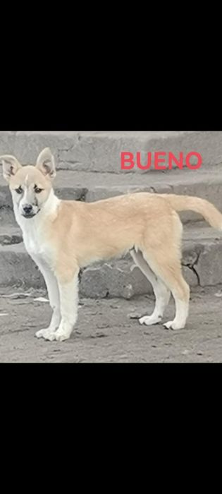 Szczeniaki 3 miesiące 3 chłopców