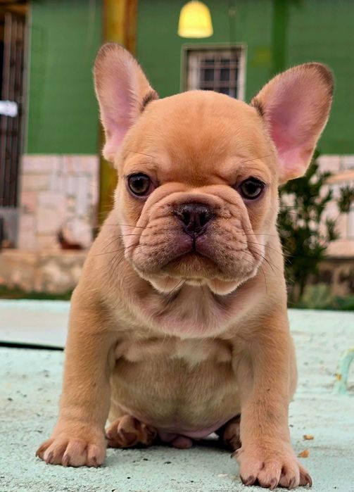 Bulldog francês Macho