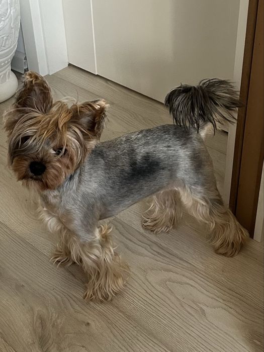 Oddam w dobre rece yorka sunie