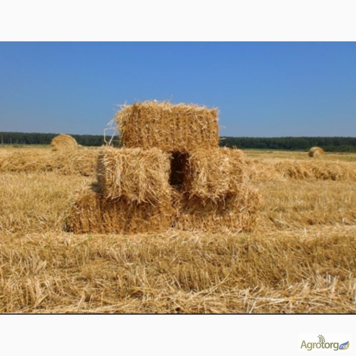 Продам солому ячміна. Урожай 2025р.