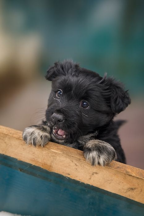 Oddam szczeniaka w dobre ręce