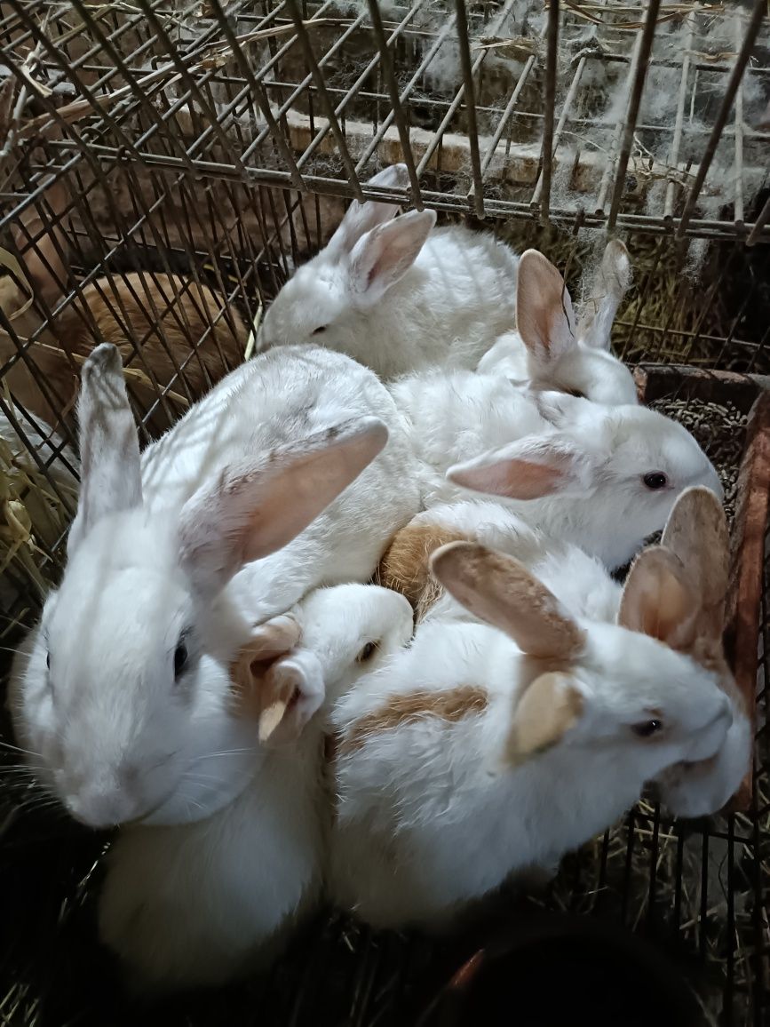 Coelhos caseiros boa raça