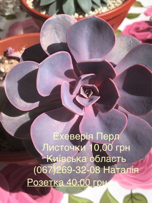 Ехеверія види. Ечеверія.