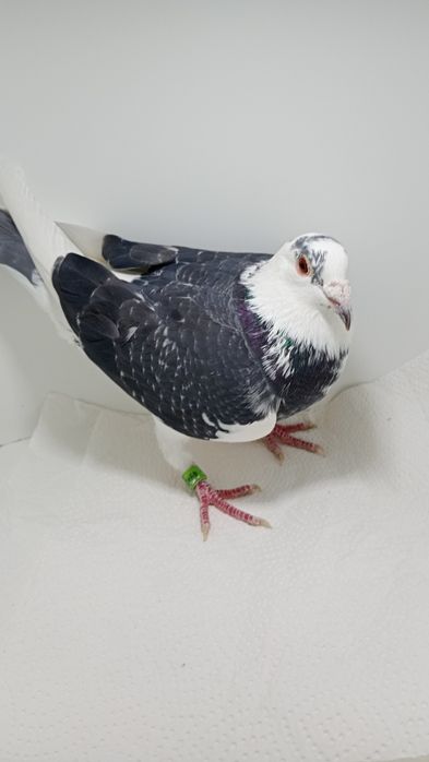 Gołebie pocztowe Rozpłodowe