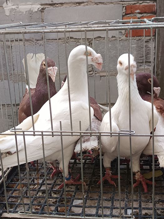 Rzeszowski gołębie rzeszowskie