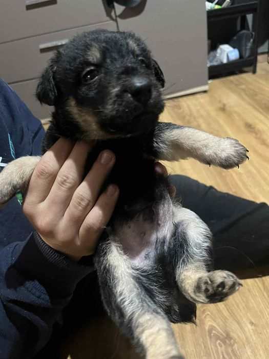 Pieski do wydania za darmo