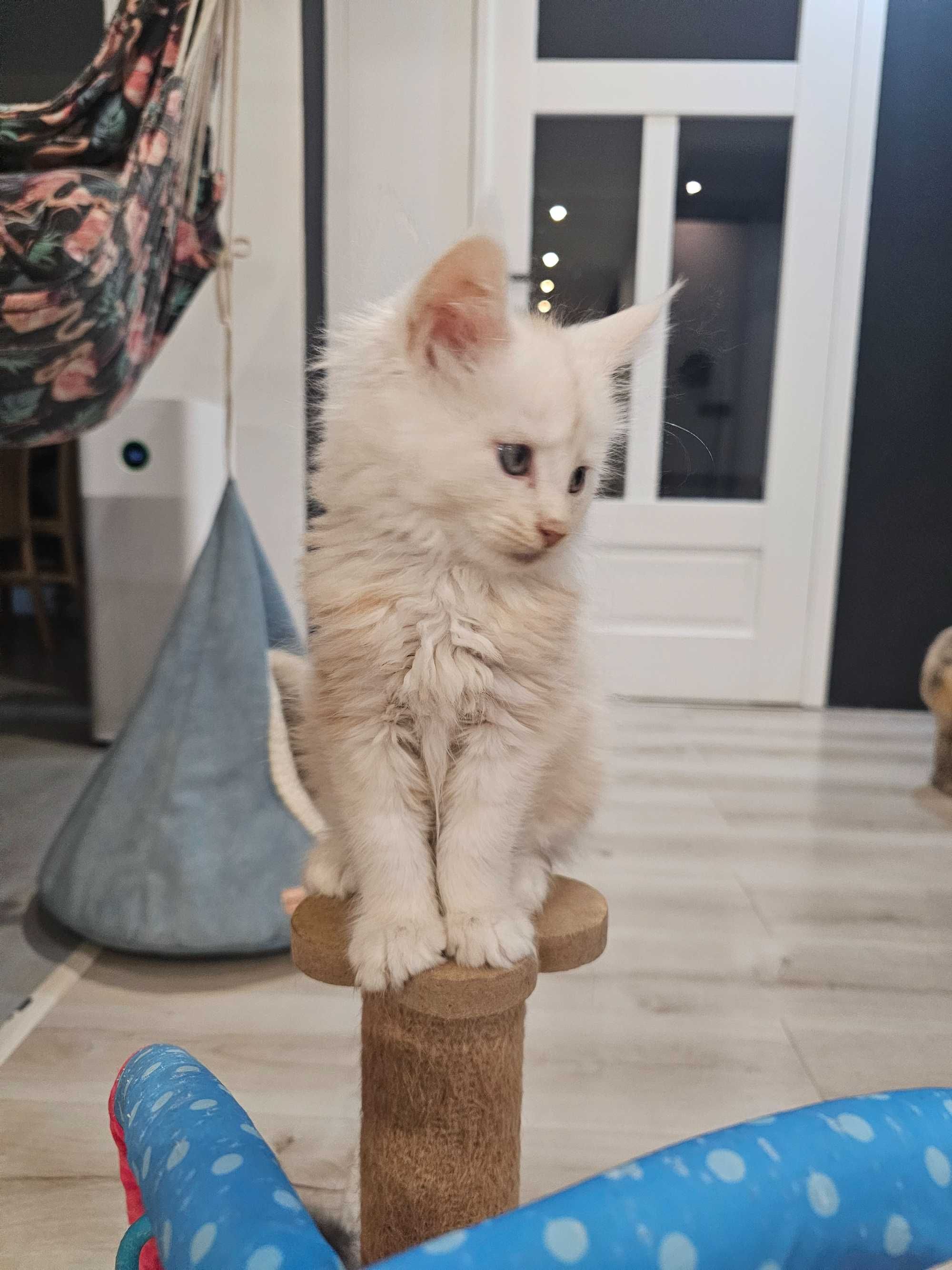 Maine coon rudy srebrzysty