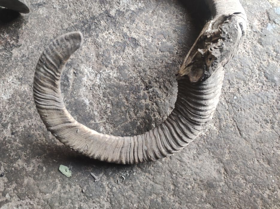 Роги муфлона ( барана).