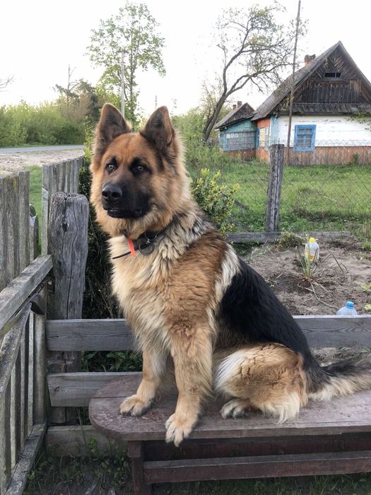 Німецька вівчарка, кобель, хлопчик для в‘язки (случки, вязки)