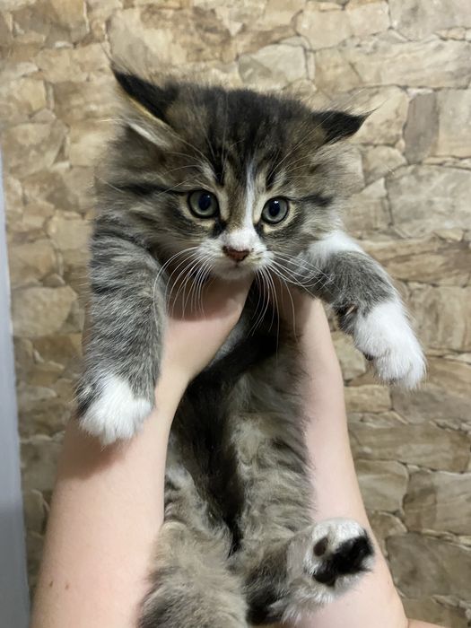 Віддам кошенят у добрі руки