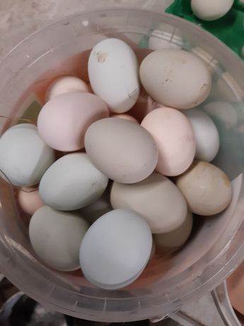 Jaja jajka kurze ekologiczne z otwartego chowu