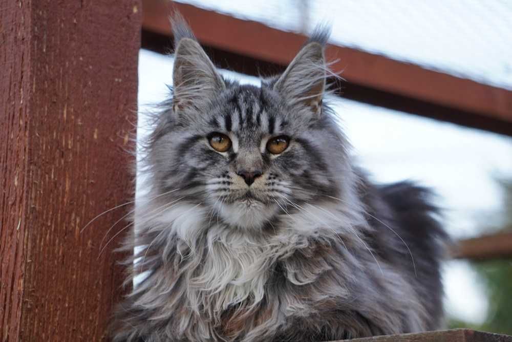 Kotka maine coon