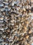 Karaczany Dubia 1–1,5 cm • Karmówka • Zdrowe i aktywne! 20szt