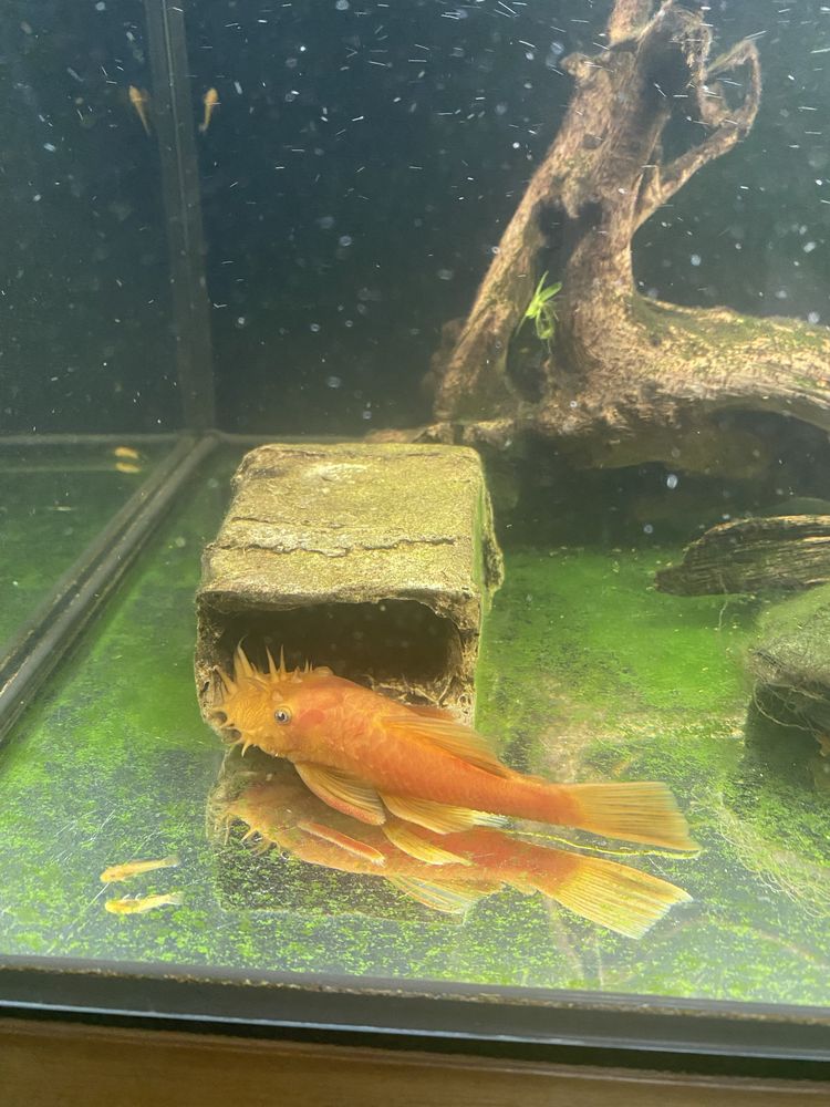 Zbrojnik, Ancistrus Red- glonojad, rezerwacja
