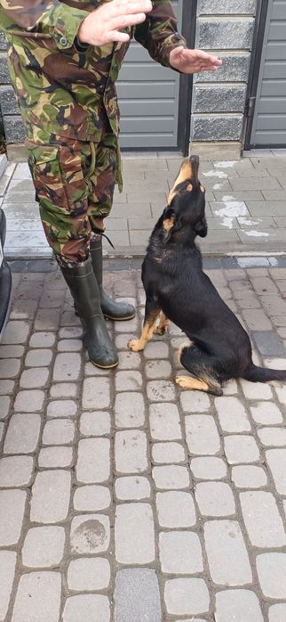 Подарую молоду собаку