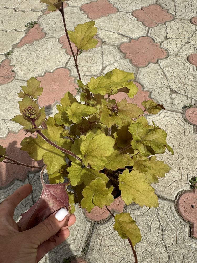 Гейхера,кустик,продам