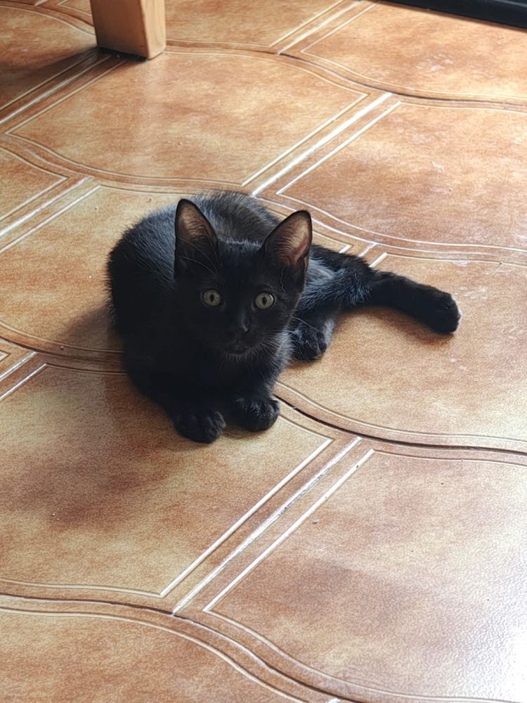 Gatos bebes para adoção responsavel