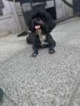 Shih Tzu dziewczyna