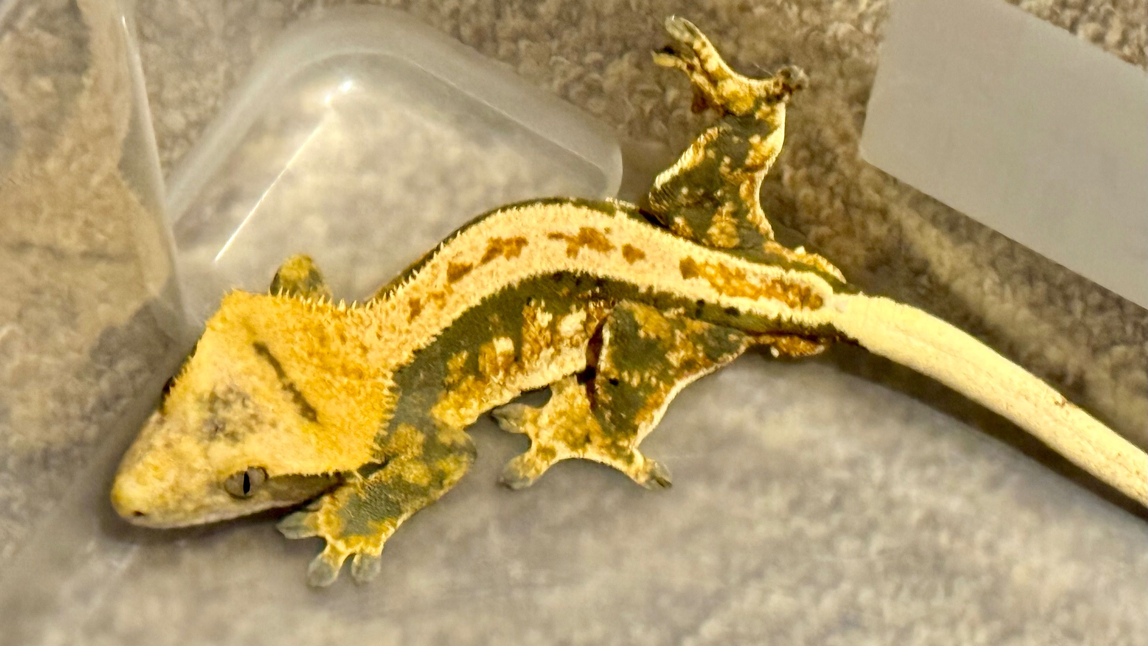 Gekon orzęsiony, Crested gecko – samiec, okazja!!!