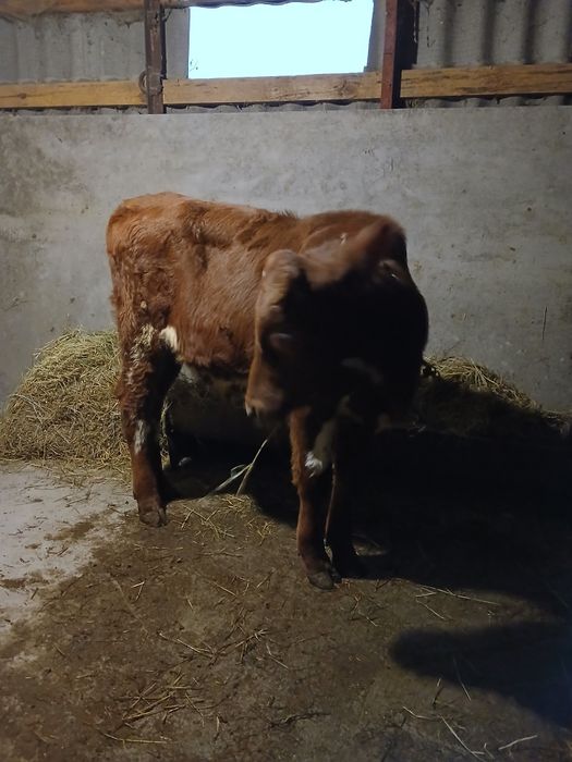 Продам гарного бичка