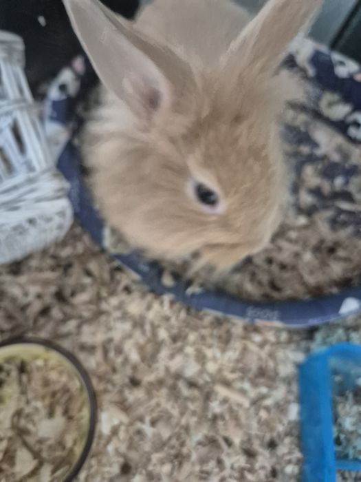 Sprzedam kroliczki miniaturki